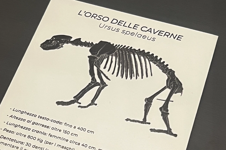 Orso delle caverne a Prevalle con Valerio Zanaglio